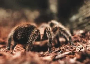 الرهاب Phobias