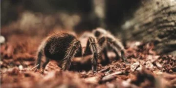 الرهاب Phobias